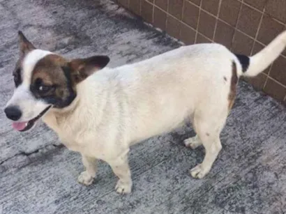 Cachorro raça Vira lata  idade  nome NAO sei o nome 