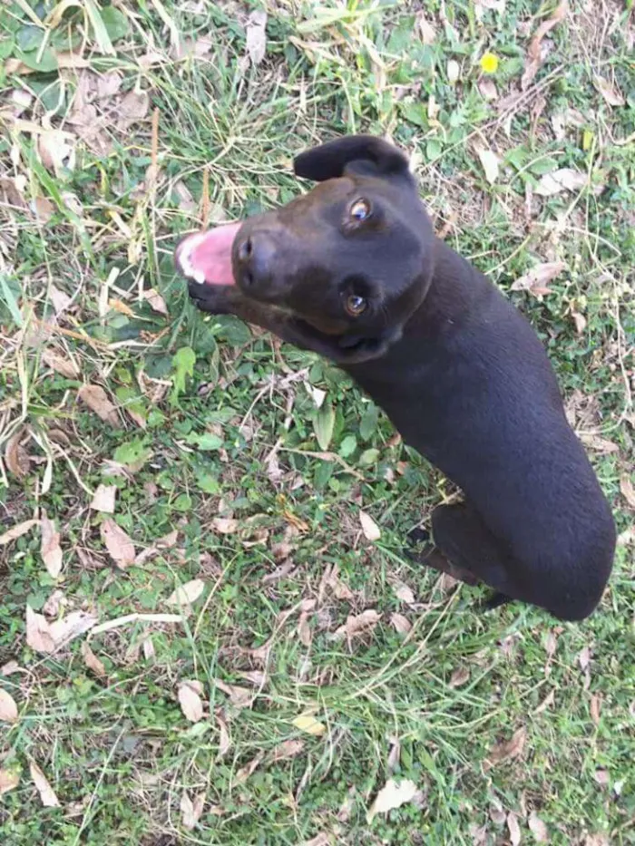 Cachorro ra a Vira lata  idade 2 a 6 meses nome Neguinho