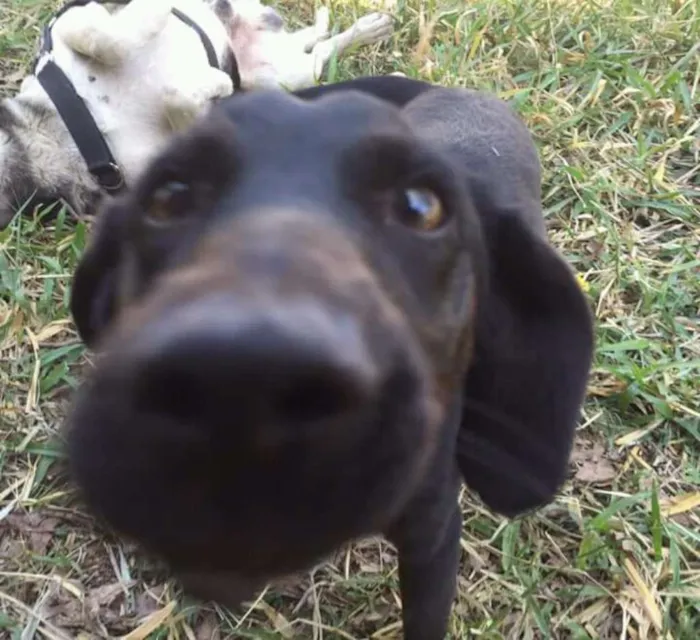 Cachorro ra a Vira lata  idade 2 a 6 meses nome Neguinho