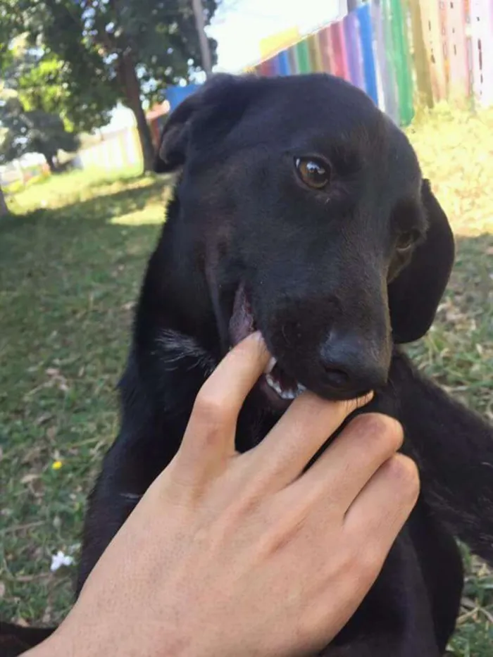 Cachorro ra a Vira lata  idade 2 a 6 meses nome Neguinho