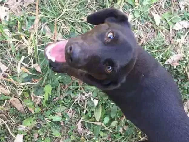 Cachorro ra a Vira lata  idade 2 a 6 meses nome Neguinho