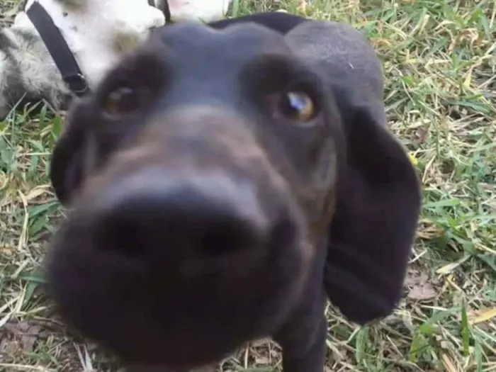 Cachorro ra a Vira lata  idade 2 a 6 meses nome Neguinho