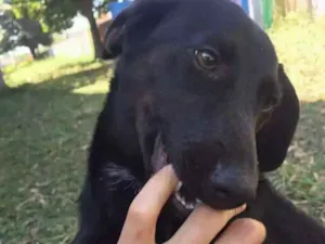 Cachorro raça Vira lata  idade 2 a 6 meses nome Neguinho