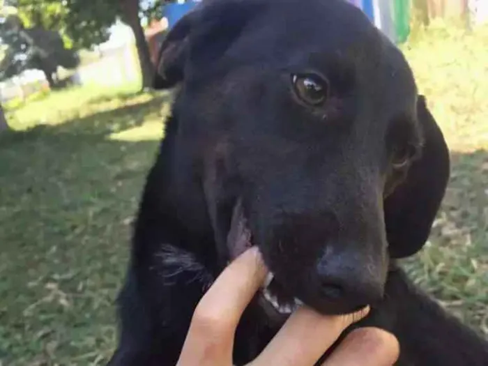 Cachorro ra a Vira lata  idade 2 a 6 meses nome Neguinho