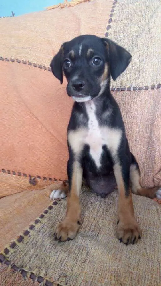 Cachorro ra a  idade 2 a 6 meses nome Sem nome