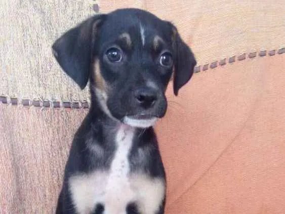 Cachorro ra a  idade 2 a 6 meses nome Sem nome