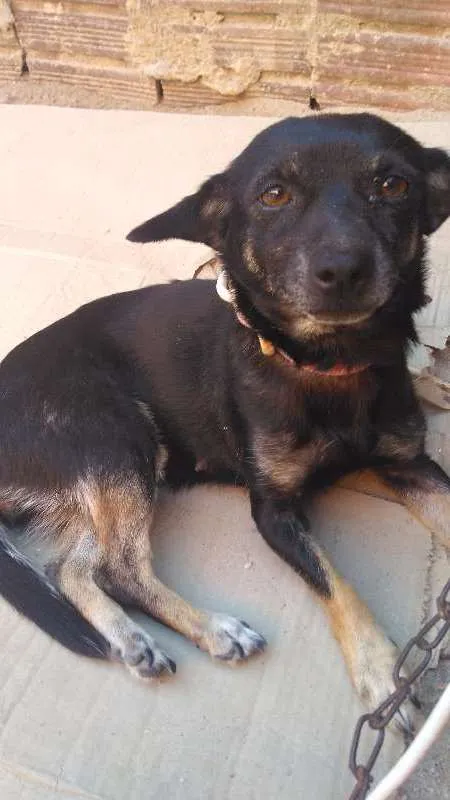 Cachorro ra a pequinês idade 2 anos nome Neguinha