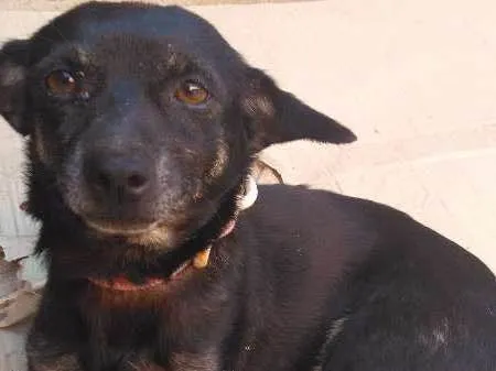 Cachorro ra a pequinês idade 2 anos nome Neguinha