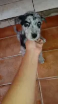 Lady