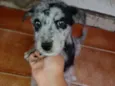 Lady