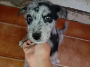 Cachorro raça SRD idade 2 a 6 meses nome Lady