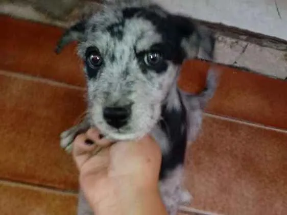 Cachorro ra a SRD idade 2 a 6 meses nome Lady