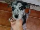 Cachorro raça SRD idade 2 a 6 meses nome Lady