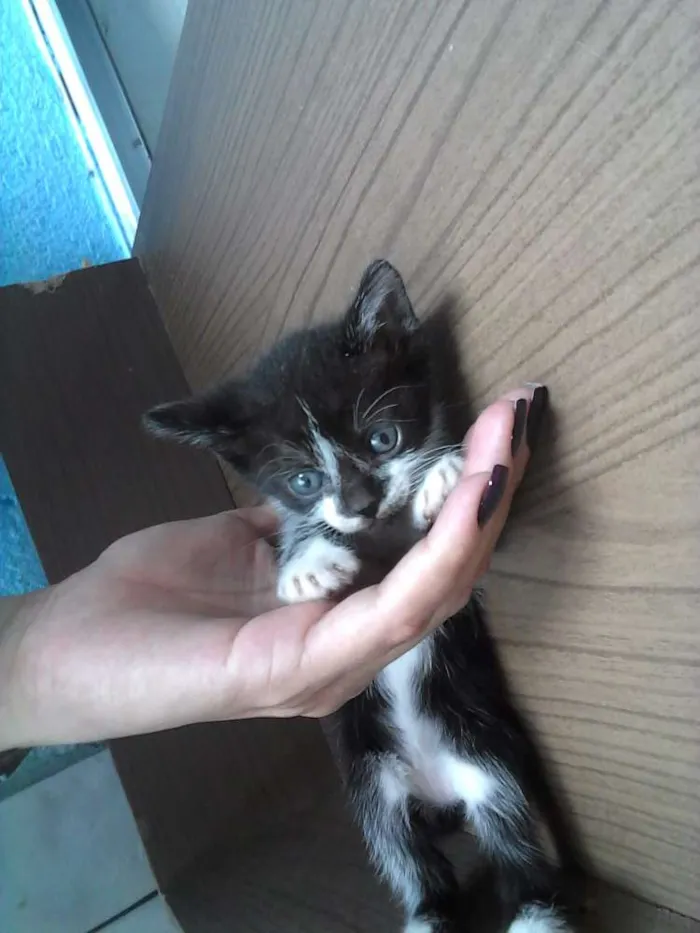 Gato ra a Sem raça   idade Abaixo de 2 meses nome Trigo e Tody