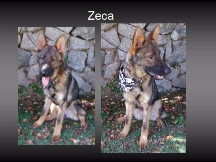 Cachorro ra a MIX PASTOR idade 7 a 11 meses nome ZECA