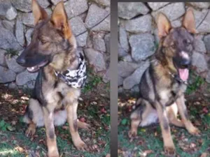 Cachorro raça MIX PASTOR idade 7 a 11 meses nome ZECA