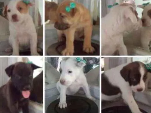Cachorro ra a Viralatinhas fofiximos idade Abaixo de 2 meses nome Ainda não demos nome