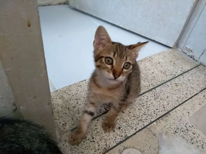 Gato ra a Mestiço idade Abaixo de 2 meses nome Minhauzinhos