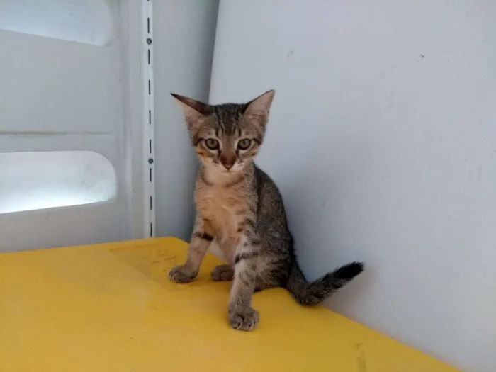 Gato ra a Mestiço idade Abaixo de 2 meses nome Minhauzinhos