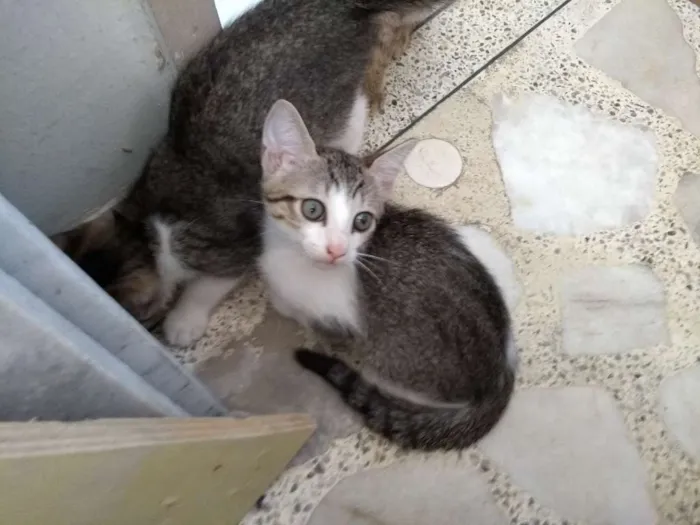 Gato ra a Mestiço idade Abaixo de 2 meses nome Minhauzinhos