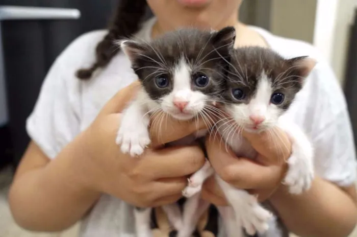 Gato ra a SRD idade Abaixo de 2 meses nome Isa, Bell, Zico e Zé