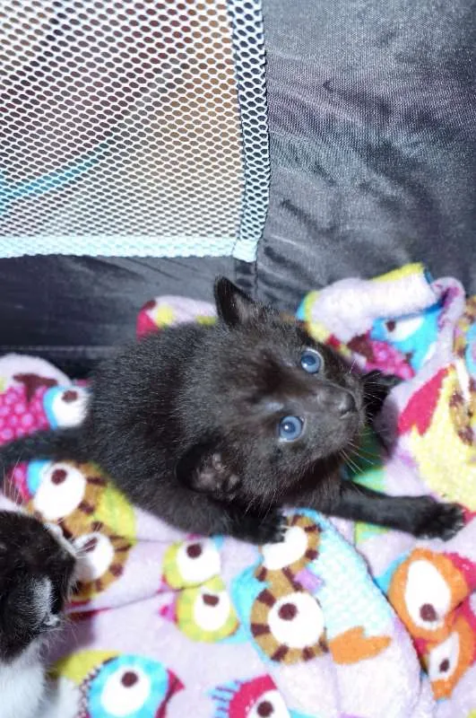 Gato ra a SRD idade Abaixo de 2 meses nome Isa, Bell, Zico e Zé