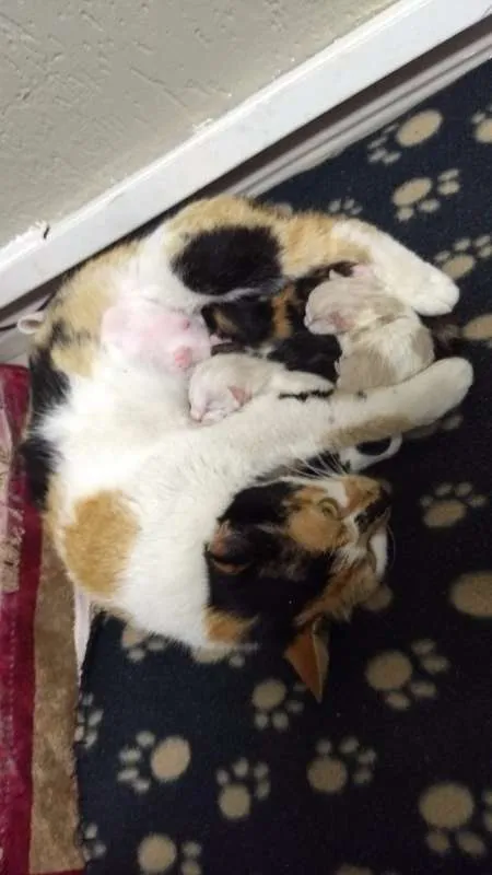 Gato ra a SRD idade Abaixo de 2 meses nome Isa, Bell, Zico e Zé