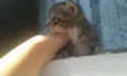 Dora