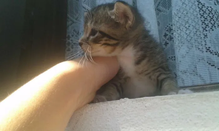 Gato ra a  idade 2 a 6 meses nome Dora