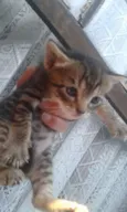 Dora