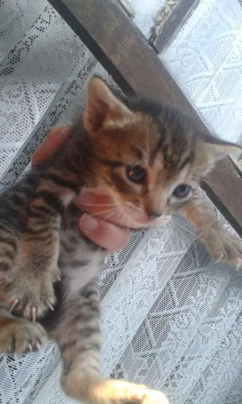 Gato ra a  idade 2 a 6 meses nome Dora