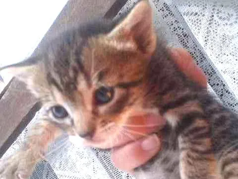 Gato ra a  idade 2 a 6 meses nome Dora