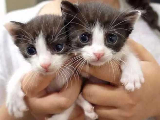 Gato ra a SRD idade Abaixo de 2 meses nome Isa, Bell, Zico e Zé