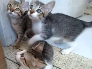 Gato raça Mestiço idade Abaixo de 2 meses nome Minhauzinhos