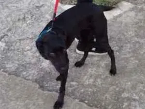 Cachorro raça Vira Lata idade 7 a 11 meses nome Hanna