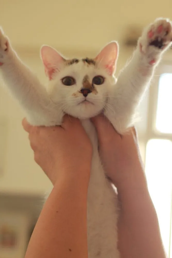 Gato ra a  idade 7 a 11 meses nome Nina