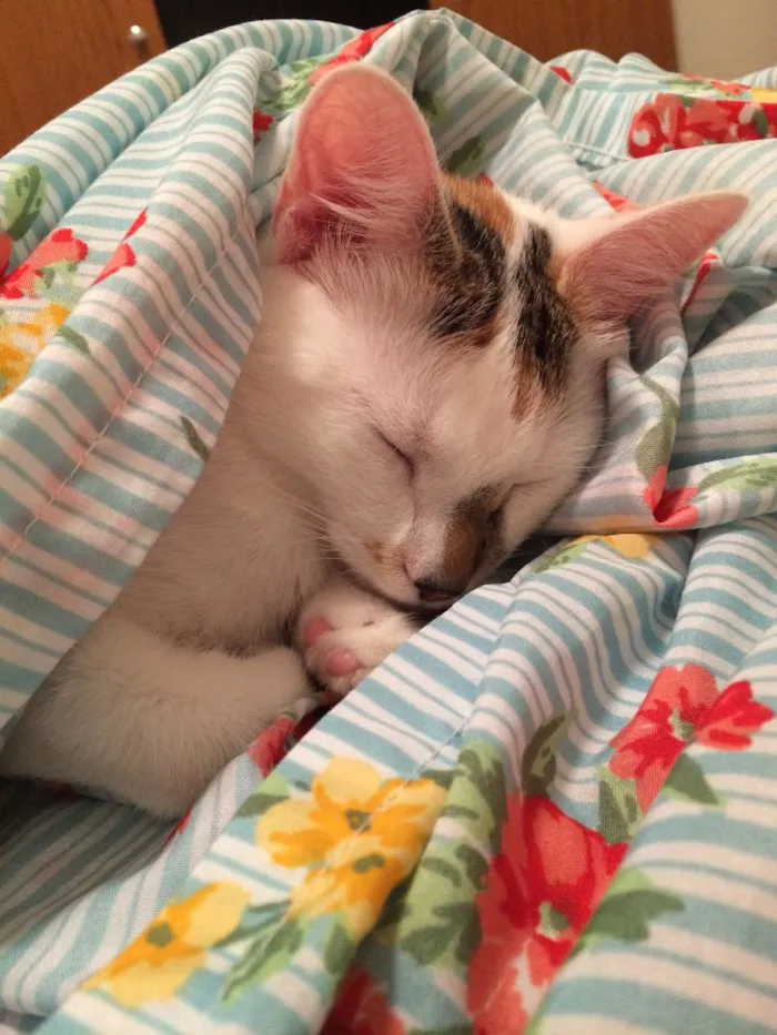 Gato ra a  idade 7 a 11 meses nome Nina
