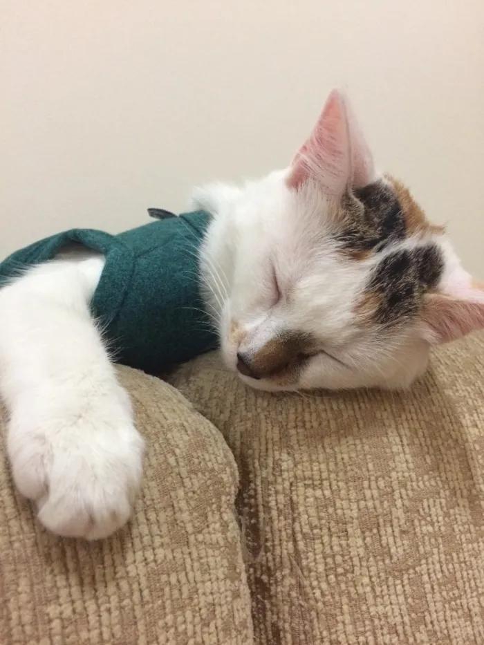 Gato ra a  idade 7 a 11 meses nome Nina