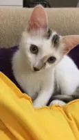 Nina