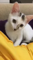 Nina