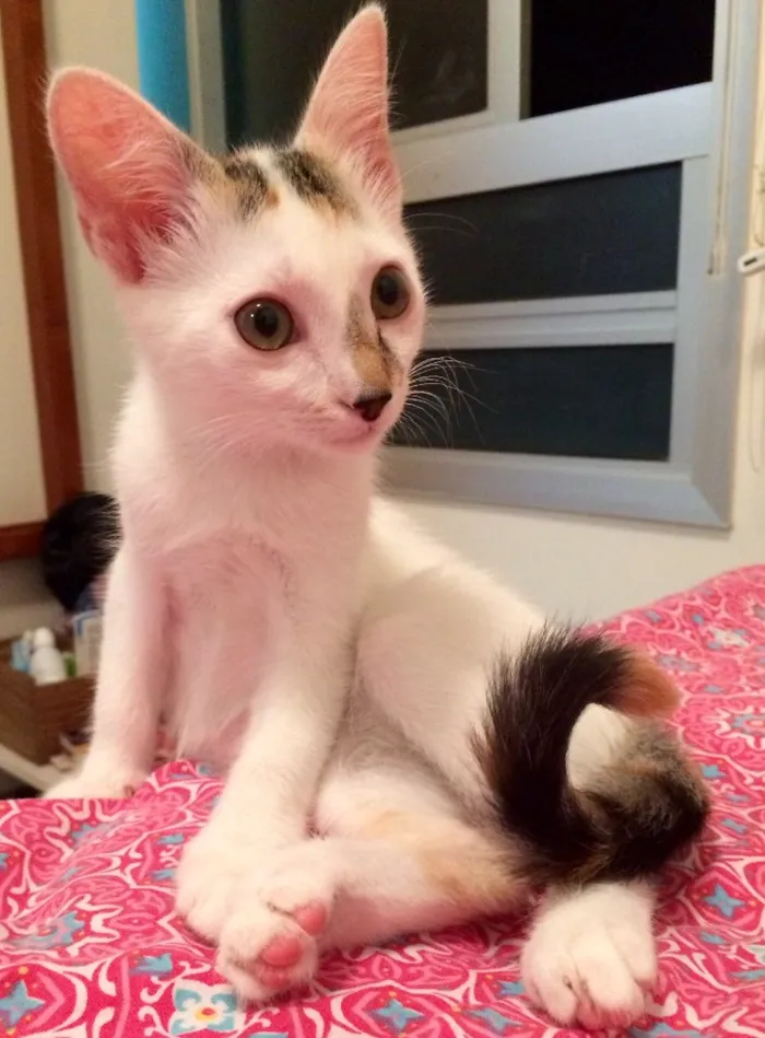 Gato ra a  idade 7 a 11 meses nome Nina