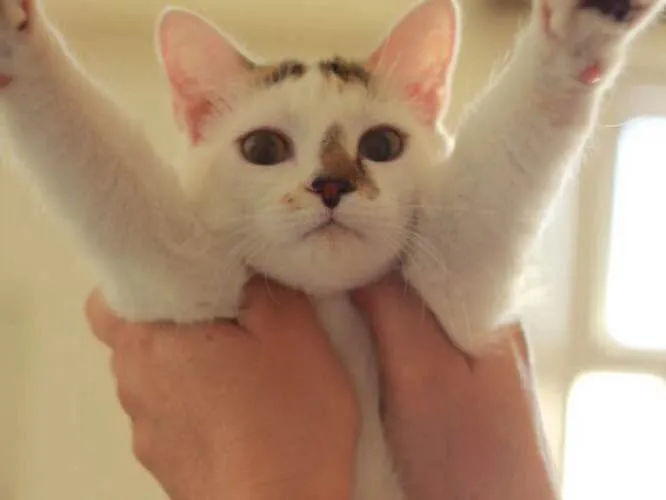 Gato ra a  idade 7 a 11 meses nome Nina