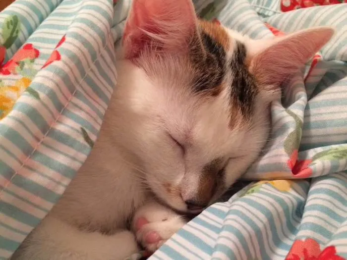 Gato ra a  idade 7 a 11 meses nome Nina