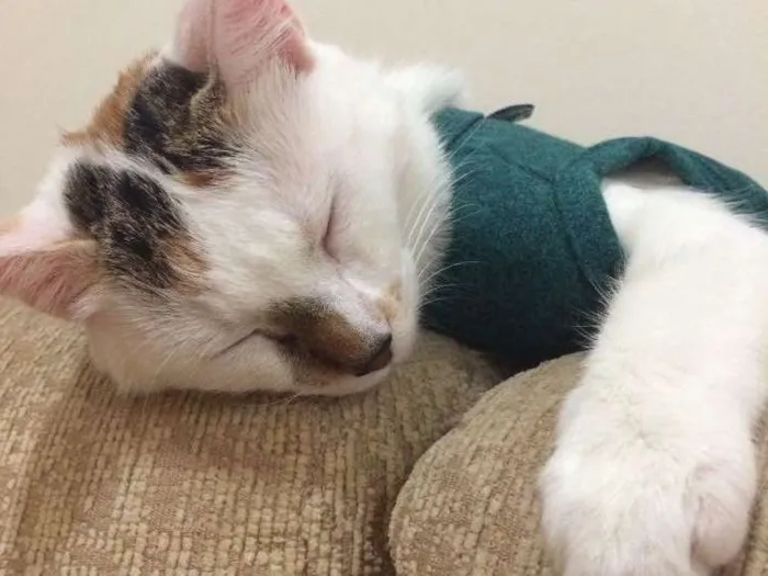 Gato ra a  idade 7 a 11 meses nome Nina