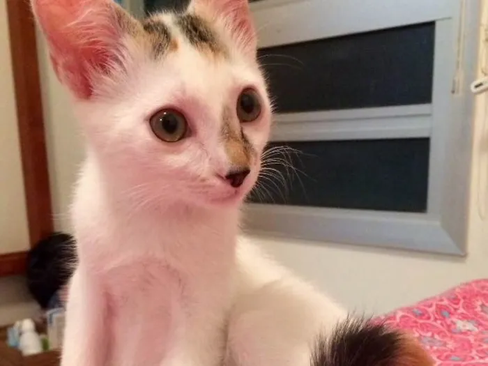 Gato ra a  idade 7 a 11 meses nome Nina