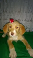 Polaca