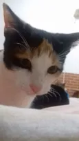 Amêndoa