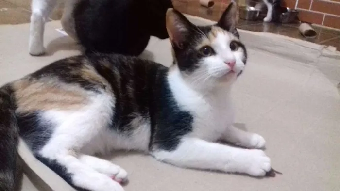 Gato ra a  idade 7 a 11 meses nome Amêndoa
