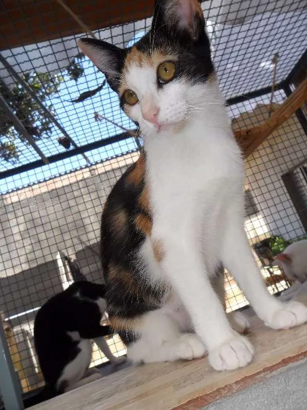Gato ra a  idade 7 a 11 meses nome Amêndoa