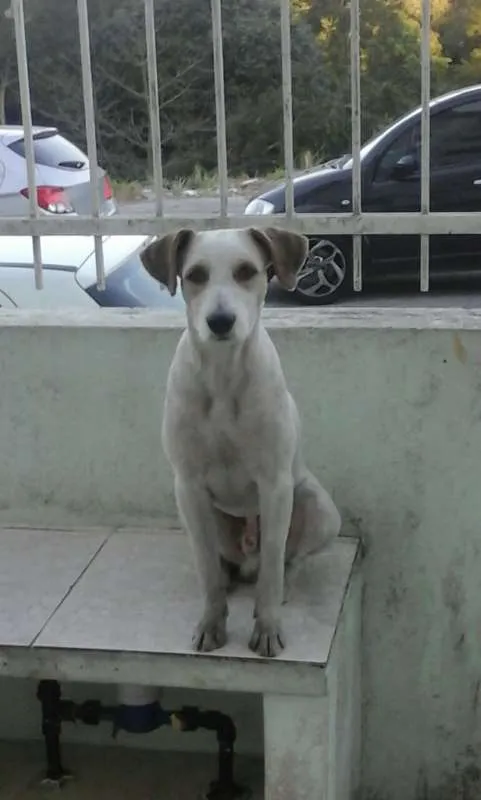 Cachorro ra a SRD idade 3 anos nome Scobby